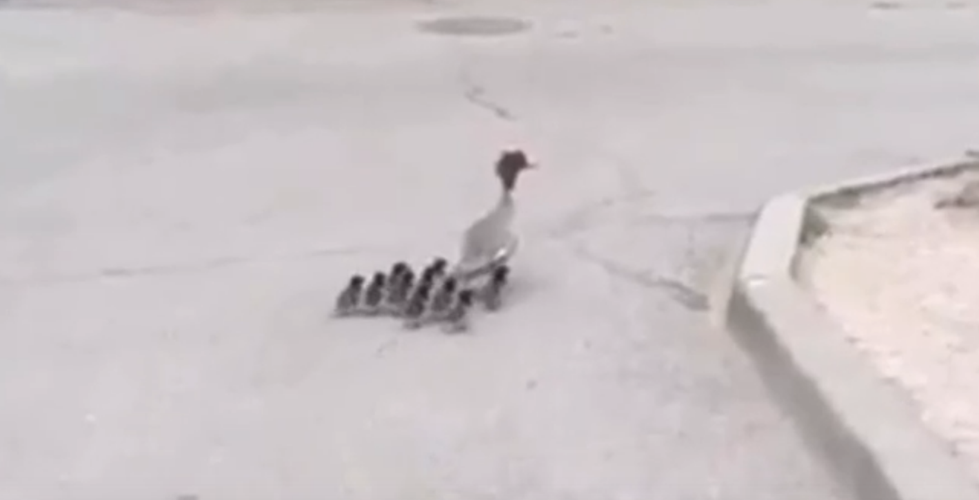 Мне нужно было попасть на утиное. Мне нужно было попасть на утиное. Мне нужно было попасть на утиное. Птицы кандалакшского заповедника. Лебедь с птенцами на спине.