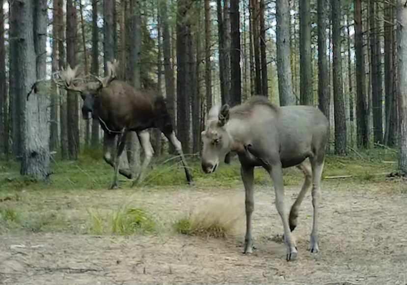 Сеголеток лось фото