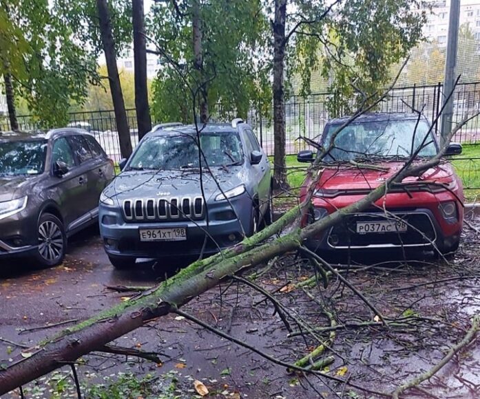 Магия вне Хогвартса? Растущее из машины дерево во Франции удивило Сеть – видео